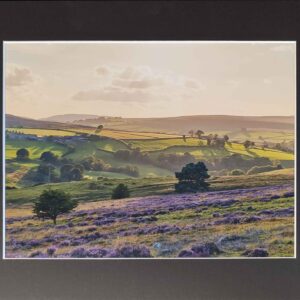 North Yorkshire Heather