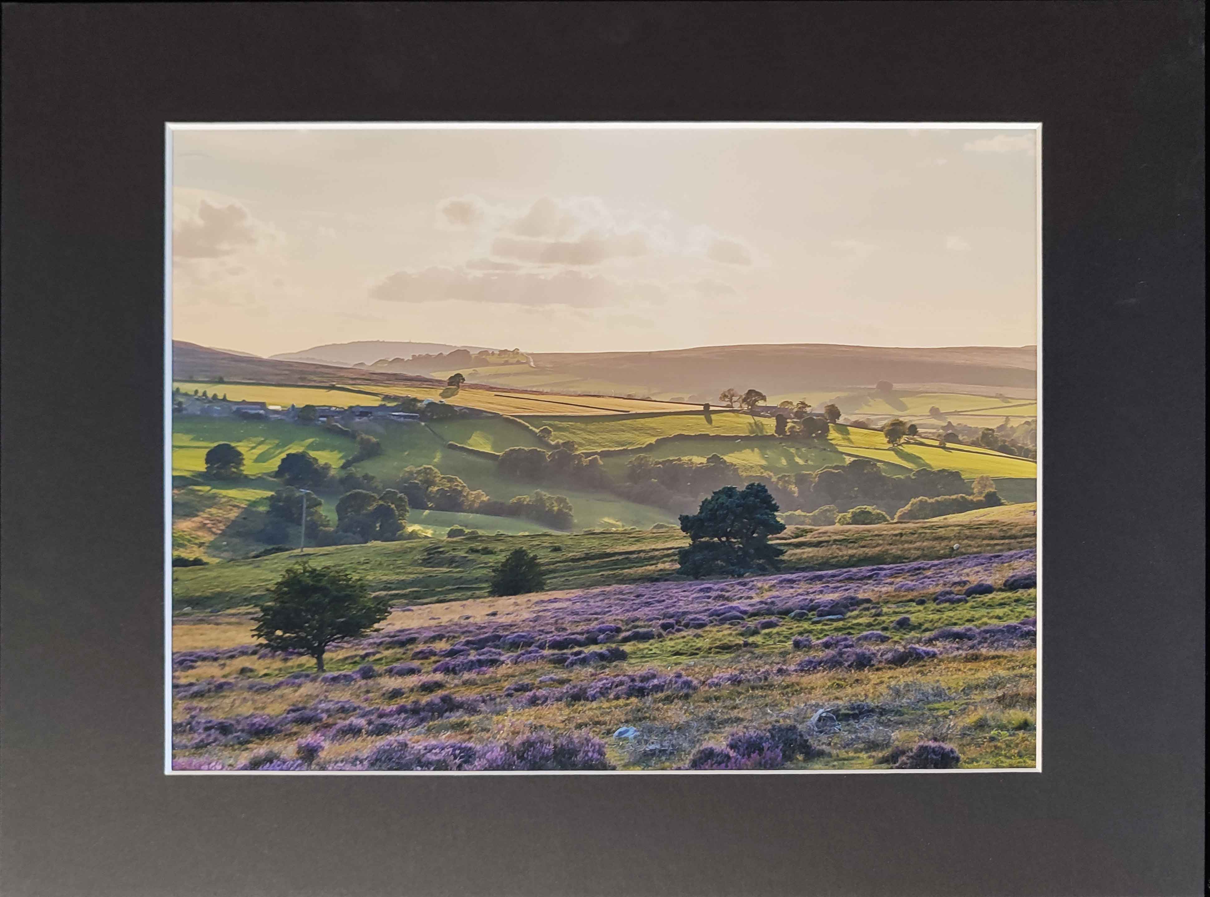 North Yorkshire Heather