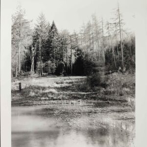 'Blue Lagoon', Guisborough Woods